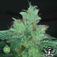 AlphaKronik Genes Seeds Sin City Line Las Vegas Purple Kush BX